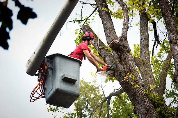 Best Local Tree Services  in Larch Y, WA